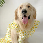 Pet dog Clothing Dog Labrador Samoyed skirt Golden fur edge pastoral vest Medium large dog vest. - Image 2