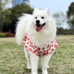 Cute big dog vest spring summer thin medium and large dog Golden retriever Samoya side farm Labrador clothes anti-hair loss. - Image 6