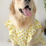 Pet dog Clothing Dog Labrador Samoyed skirt Golden fur edge pastoral vest Medium large dog vest. - Image 3