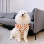 Cute big dog vest spring summer thin medium and large dog Golden retriever Samoya side farm Labrador clothes anti-hair loss. - Image 5