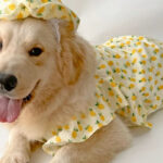 Pet dog Clothing Dog Labrador Samoyed skirt Golden fur edge pastoral vest Medium large dog vest. - Image 4