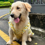 Pet dog Clothing Dog Labrador Samoyed skirt Golden fur edge pastoral vest Medium large dog vest. - Image 7