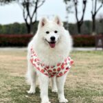 Cute big dog vest spring summer thin medium and large dog Golden retriever Samoya side farm Labrador clothes anti-hair loss.