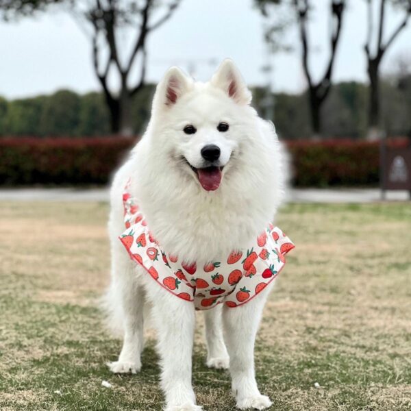 Cute big dog vest spring summer thin medium and large dog Golden retriever Samoya side farm Labrador clothes anti-hair loss.